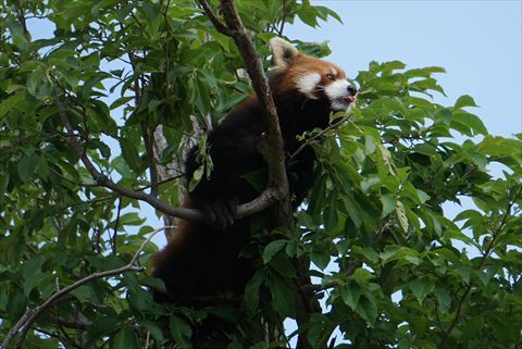 レッサーパンダの腹黒は夜空の色だけど昼間は何色？その1_b0338756_13152282.jpg