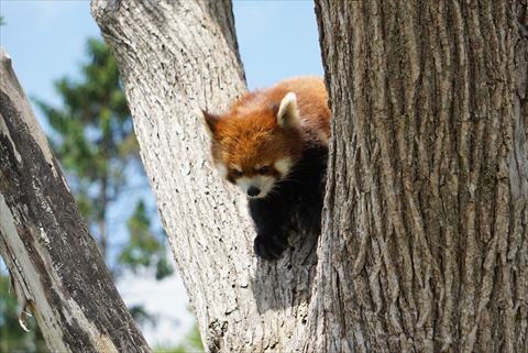 レッサーパンダの腹黒は夜空の色だけど昼間は何色？その1_b0338756_13152315.jpg