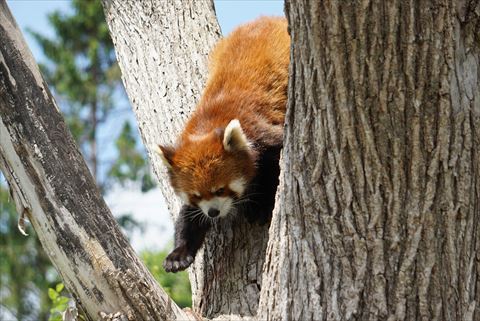 レッサーパンダの腹黒は夜空の色だけど昼間は何色？その2_b0338756_13153969.jpg