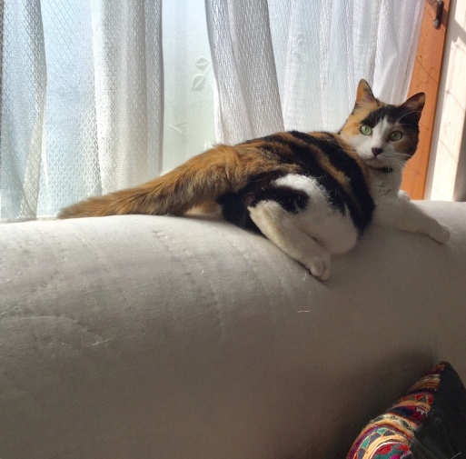 a0053063_08170915.jpeg