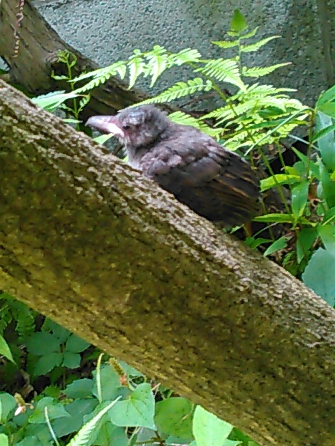 e0032665_15123501.jpg