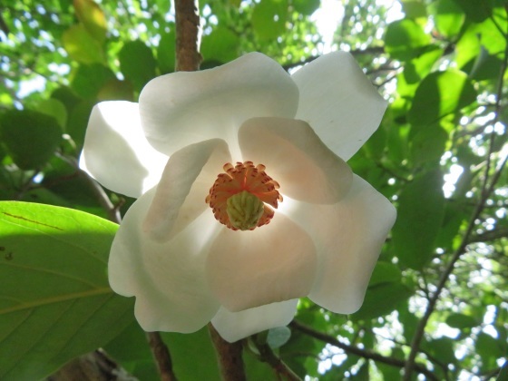c0042869_05420111.jpg
