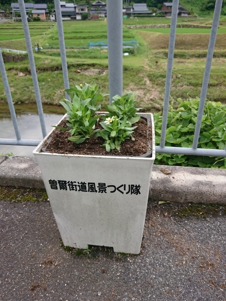 2019/6/22　花街道づくり_a0277170_11514026.jpg