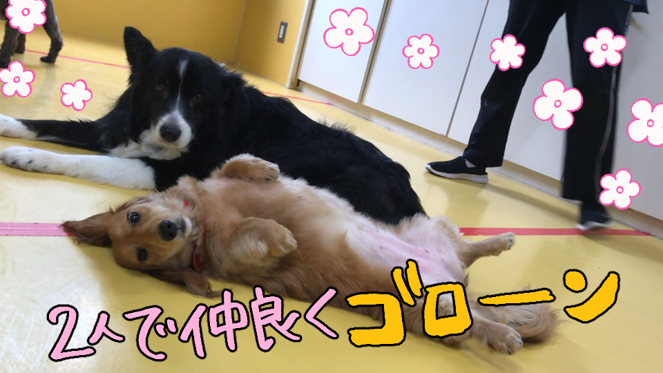 ごろーん_f0357682_16132958.jpg