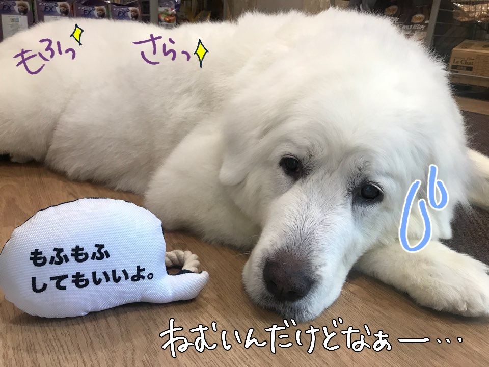 ごろーん_f0357682_16134131.jpg