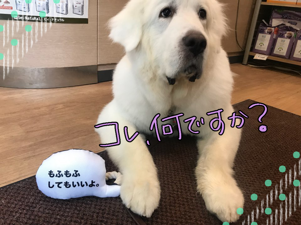 ごろーん_f0357682_16134589.jpg
