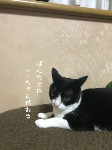 a0216583_23295853.png