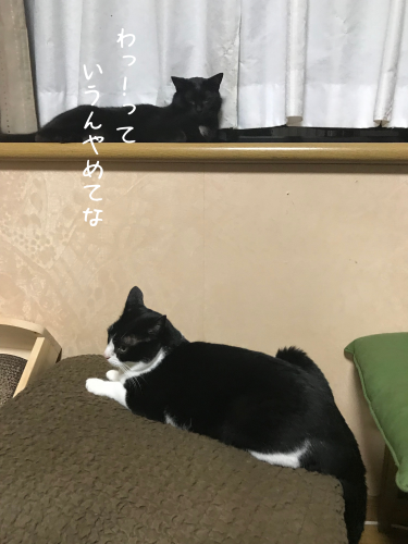 a0216583_23300156.png