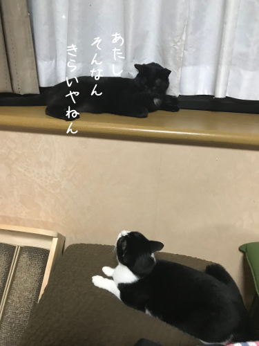 a0216583_23300420.png