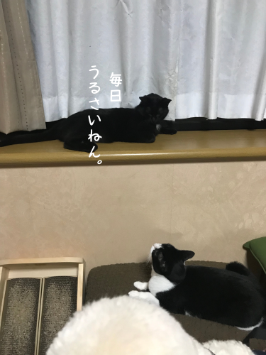 a0216583_23301656.png