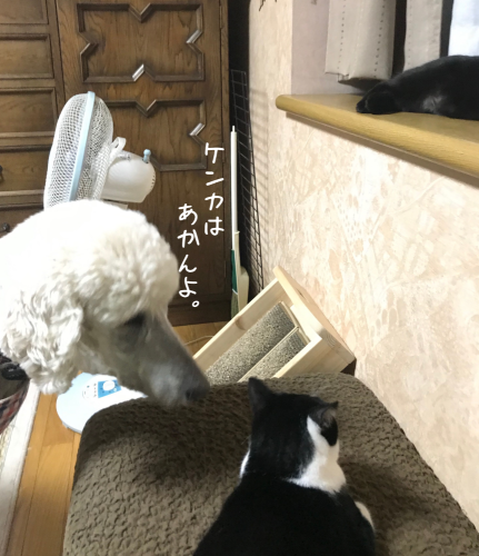 a0216583_23302248.png