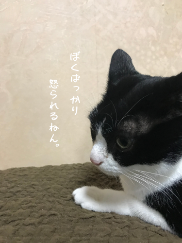 a0216583_23302715.png