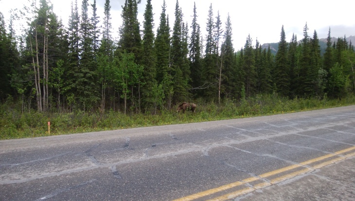 Denali(デナリ) 遠征記_e0231387_21040892.jpg