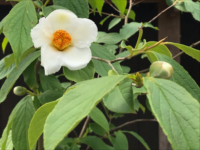 c0139090_19393935.jpg