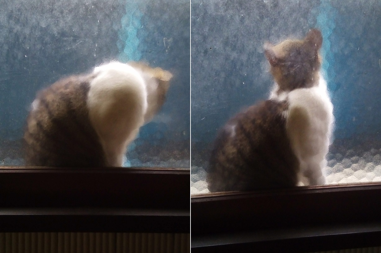 モザイク猫、久し振り_a0057402_22335922.jpg