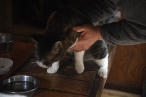 強面ビビリ王子の家猫修業記　その31　さらに夢じゃないよね_a0101905_01180903.jpg