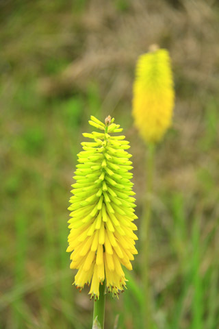 b0014607_21035907.jpg
