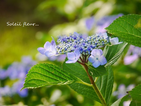 初夏を生きぬく花や鳥や・・・_c0098807_16422449.jpg