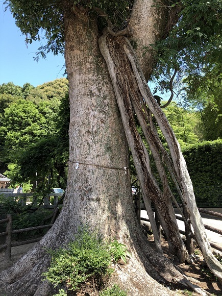 春日神社（福岡県春日市春日）_f0364707_16045619.jpg