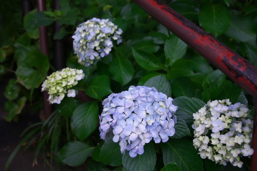 鎌倉　長谷寺の紫陽花2_a0263109_11004304.jpg