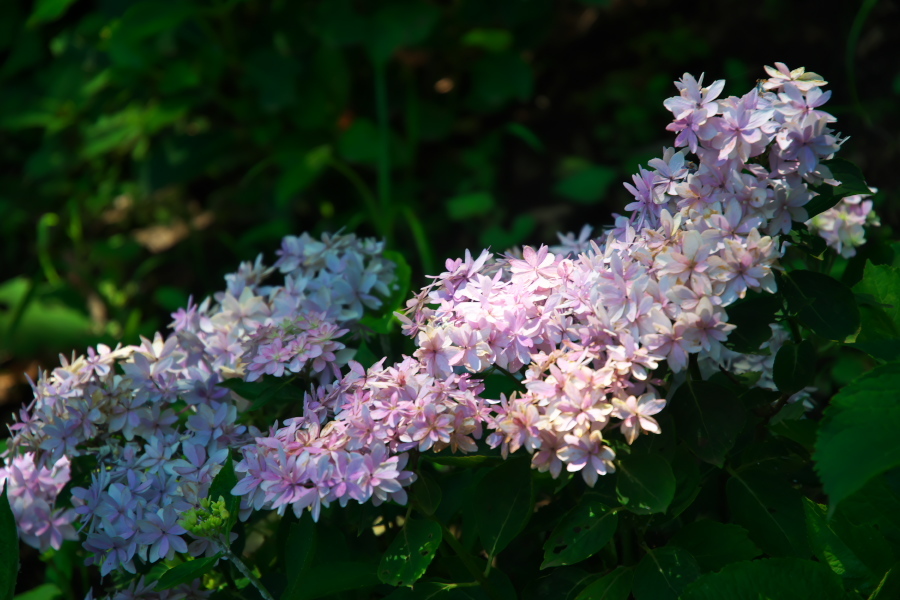 鎌倉　長谷寺の紫陽花2_a0263109_11004372.jpg