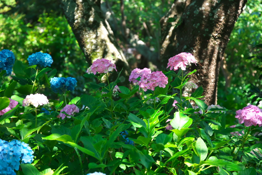 鎌倉　長谷寺の紫陽花2_a0263109_11004475.jpg