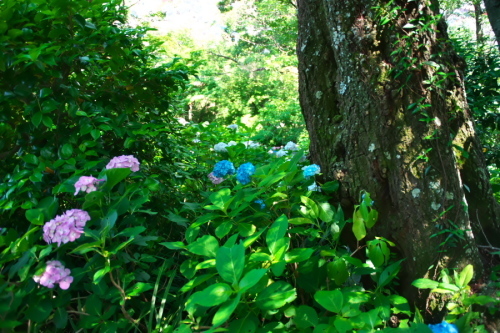 鎌倉　長谷寺の紫陽花2_a0263109_11004481.jpg