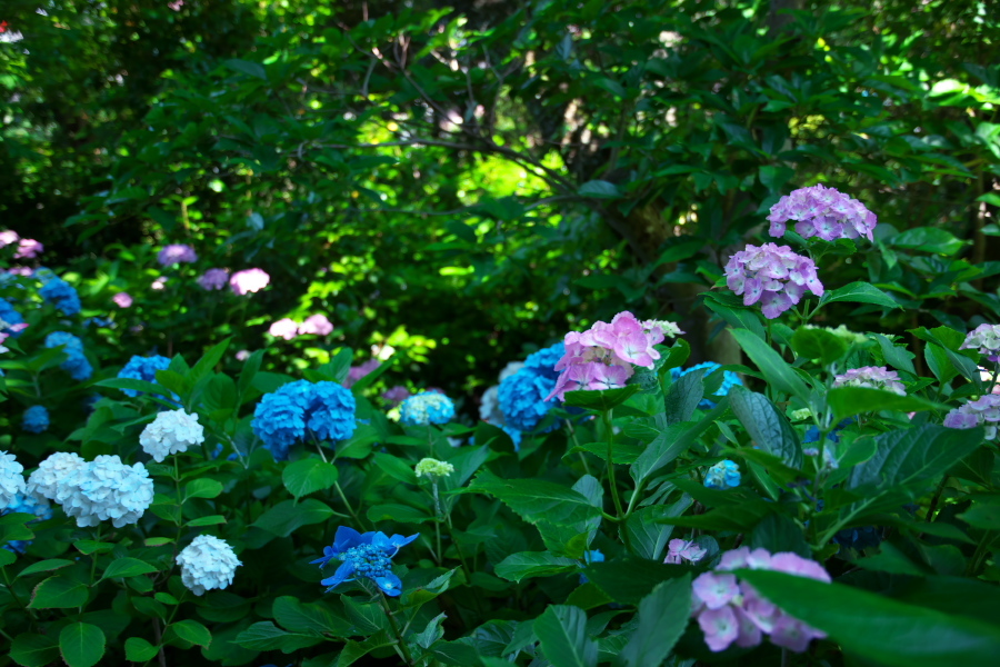 鎌倉　長谷寺の紫陽花2_a0263109_11021916.jpg