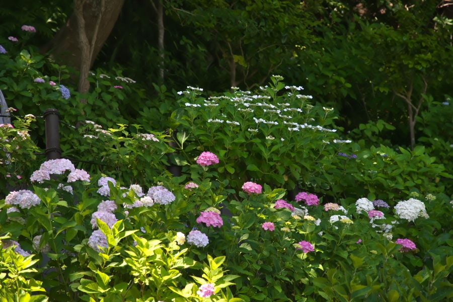 鎌倉　長谷寺の紫陽花2_a0263109_11022001.jpg