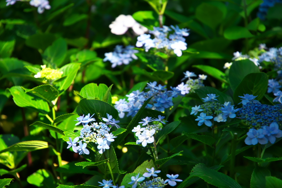 鎌倉　長谷寺の紫陽花2_a0263109_11022094.jpg