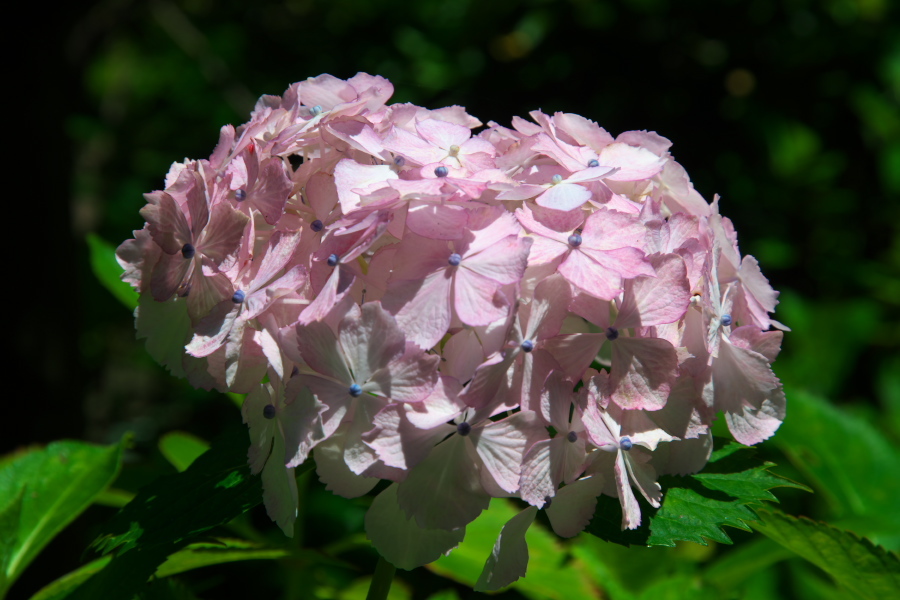 鎌倉　長谷寺の紫陽花2_a0263109_11022169.jpg