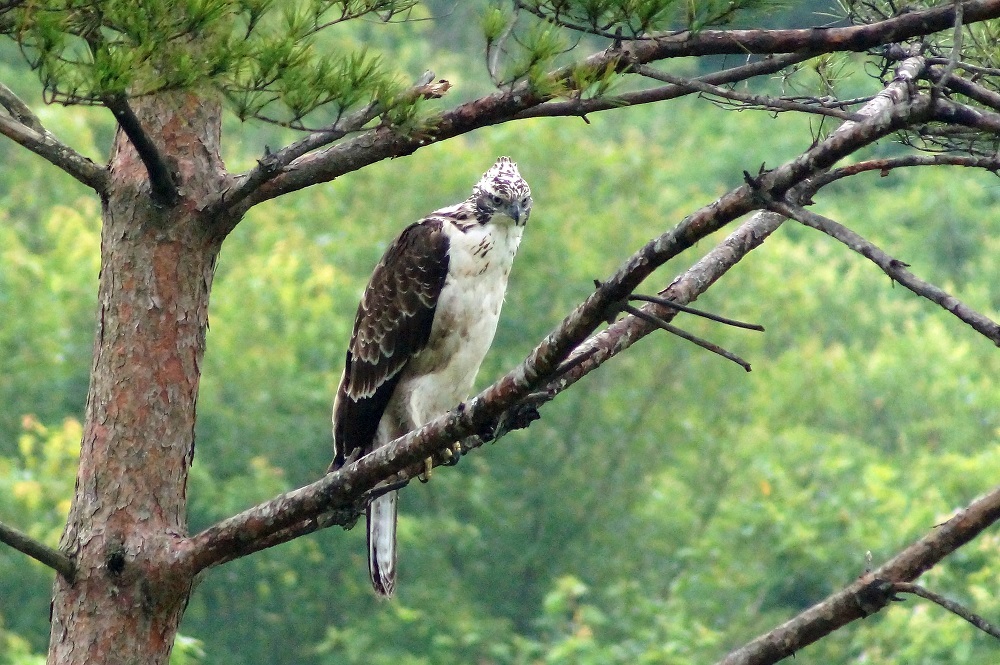 クマタカ幼鳥・・・_c0042418_16032502.jpg