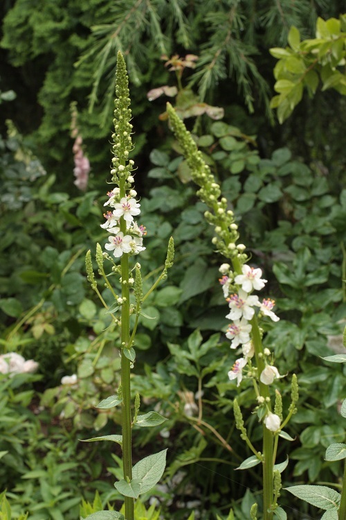 b0368629_17243068.jpg