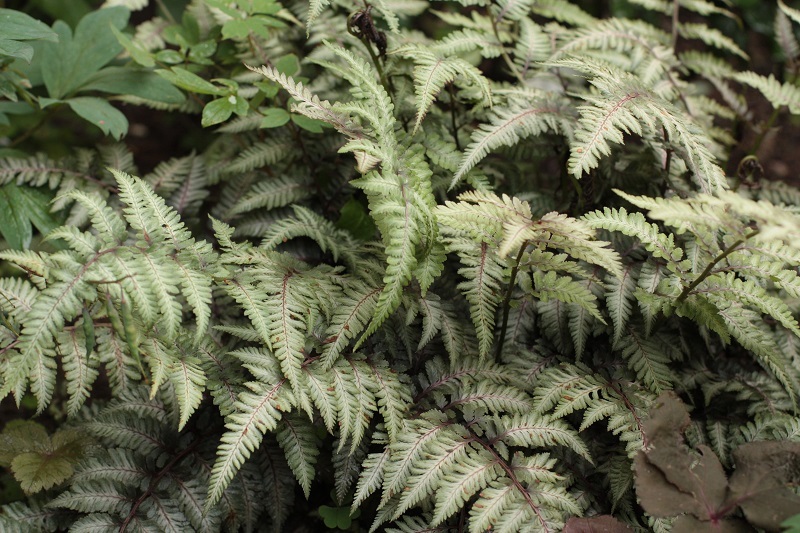 b0368629_17250516.jpg