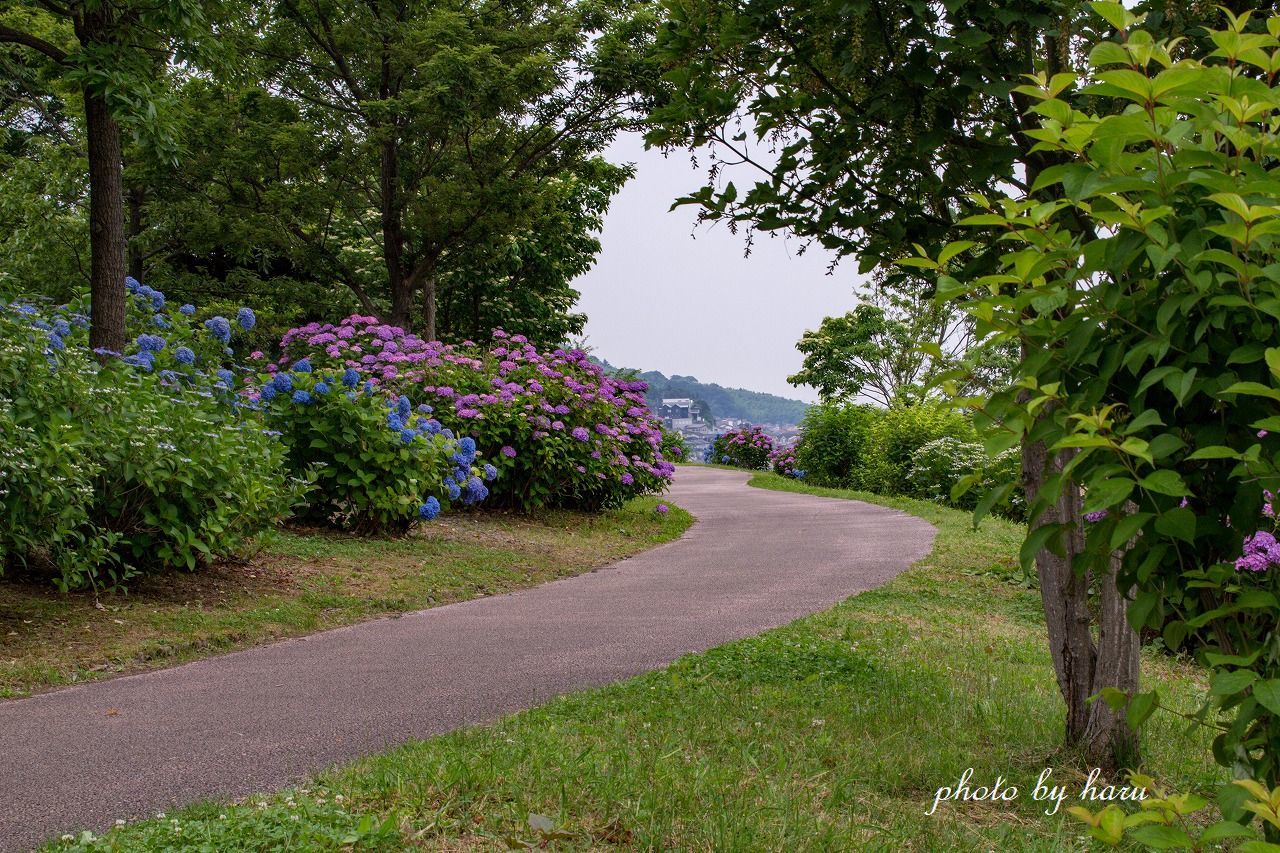 紫陽花の散歩道_f0297537_09545810.jpg