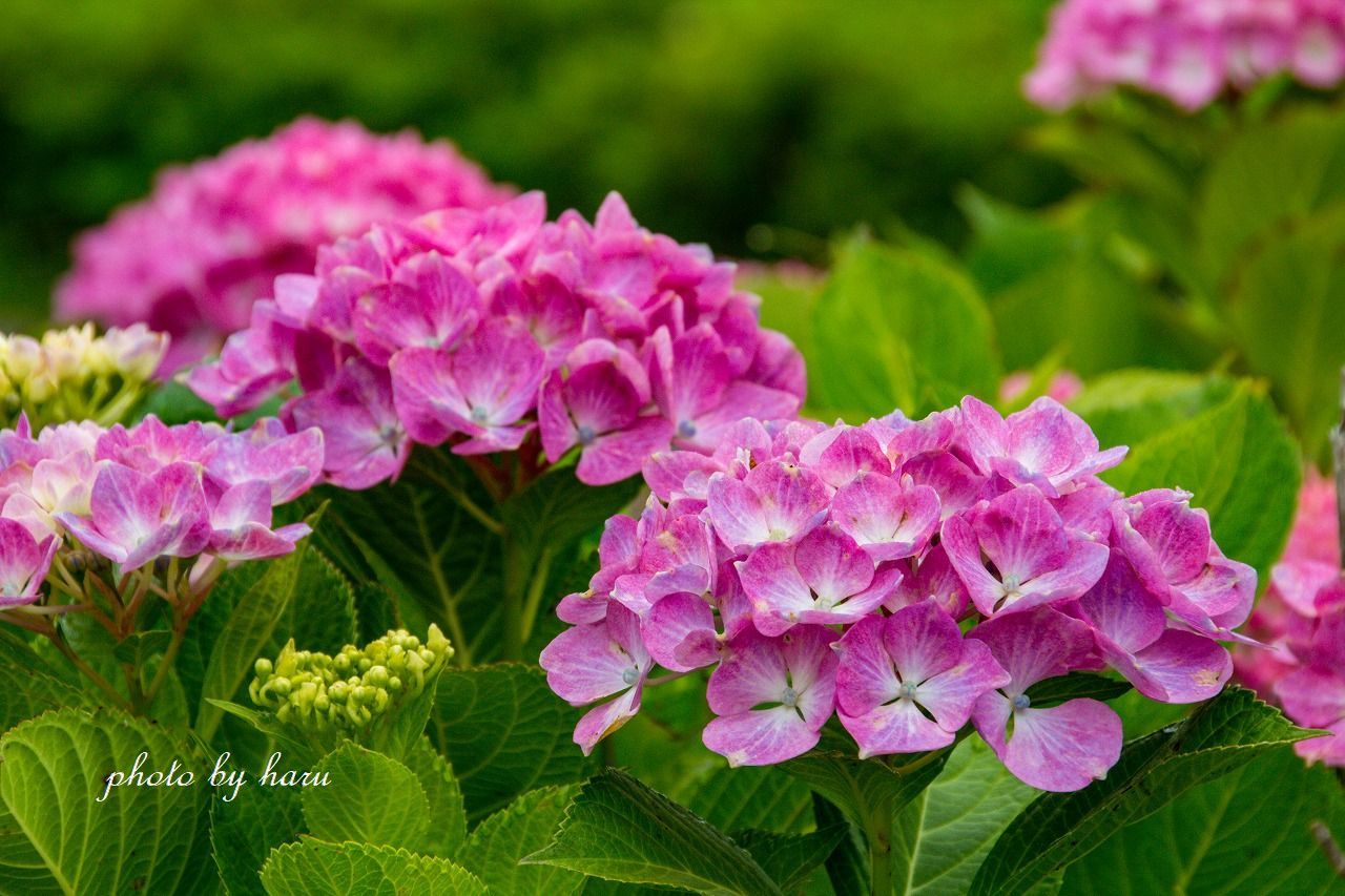 紫陽花の散歩道_f0297537_09551036.jpg