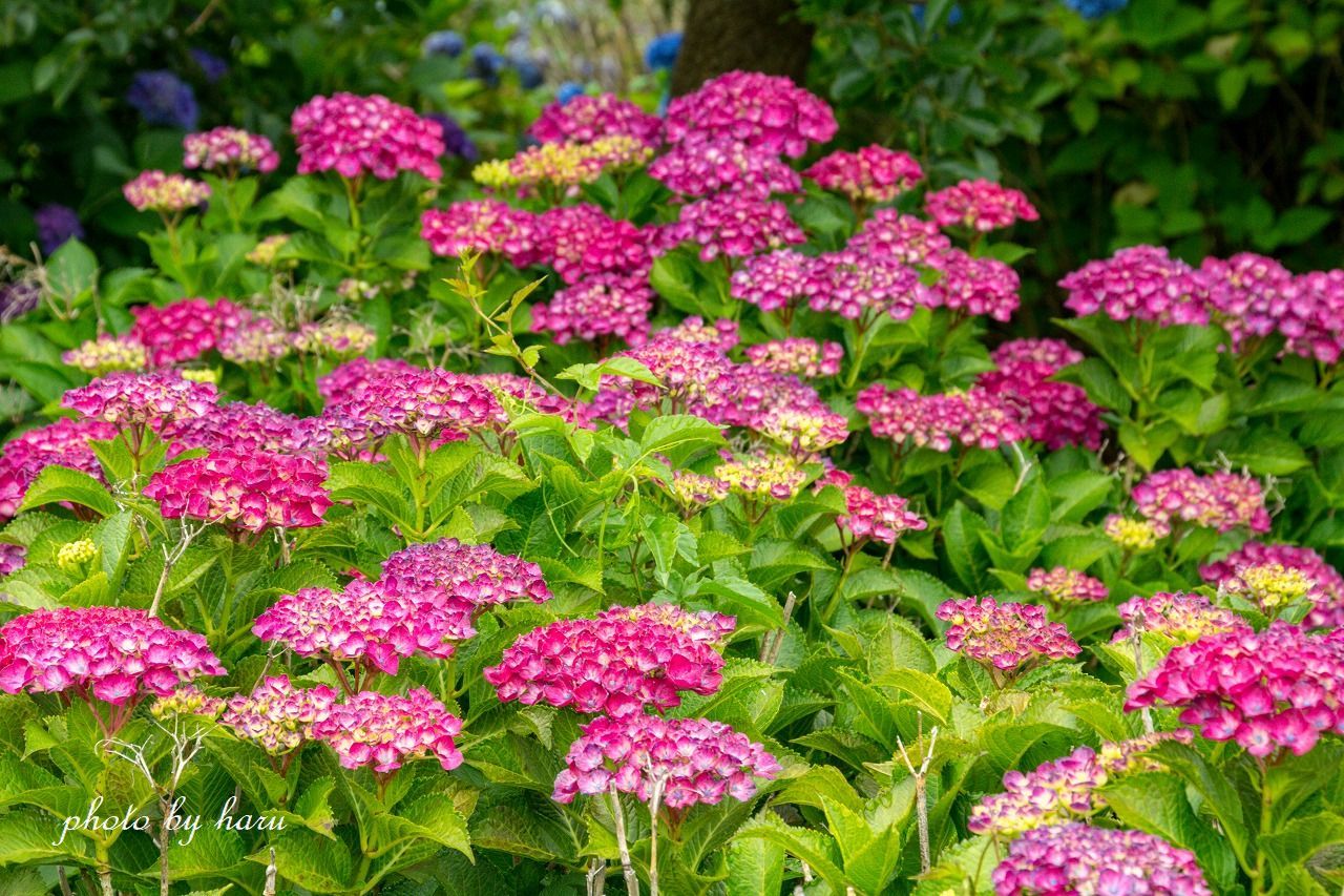 紫陽花の散歩道_f0297537_09551338.jpg