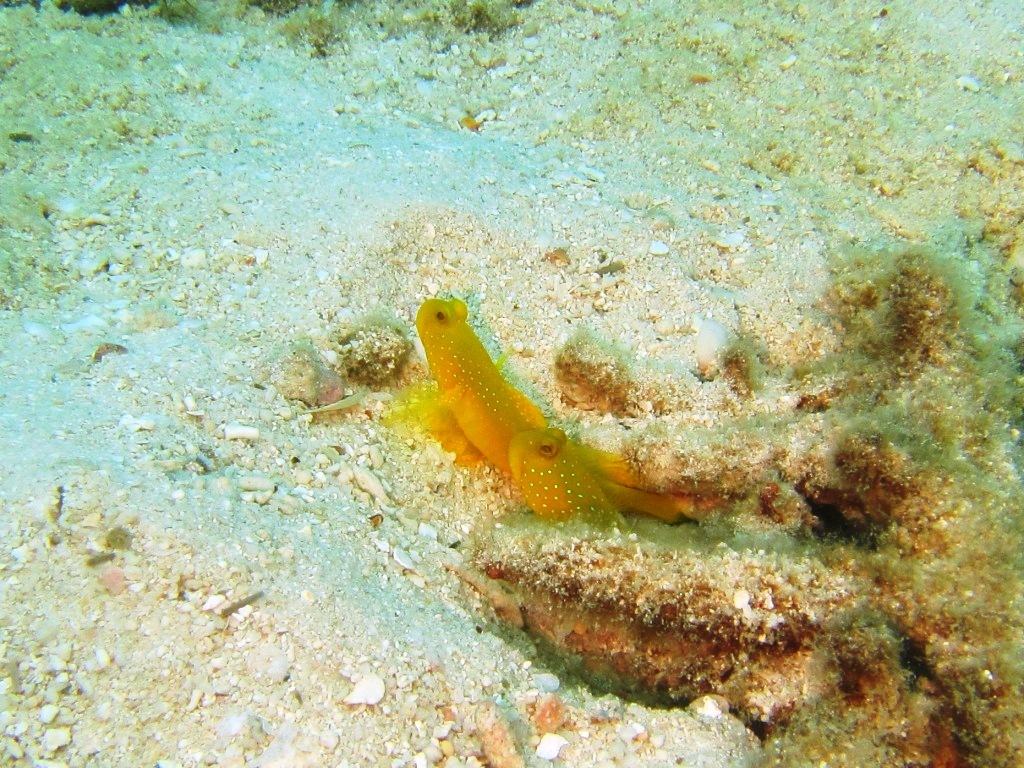 a0189838_17170932.jpg