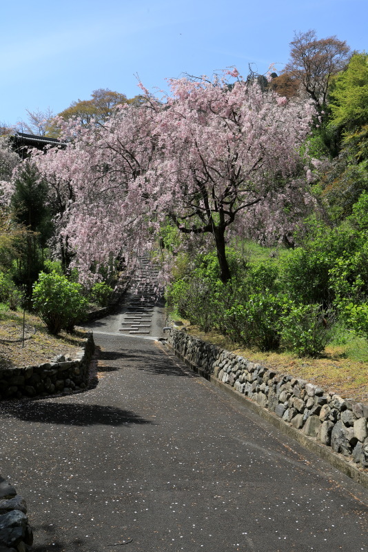 善峯寺の桜_b0325840_19492067.jpg