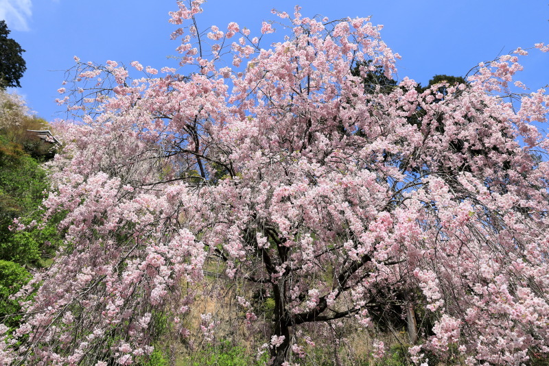 善峯寺の桜_b0325840_19493509.jpg