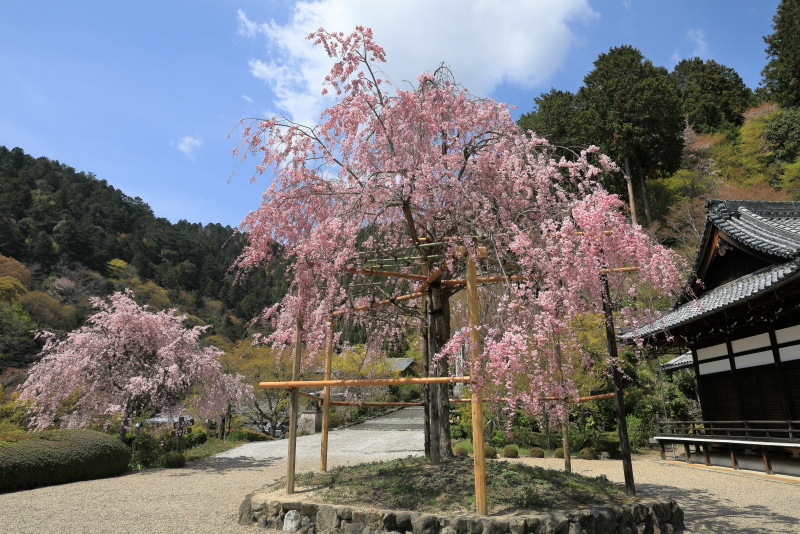 善峯寺の桜_b0325840_19501362.jpg