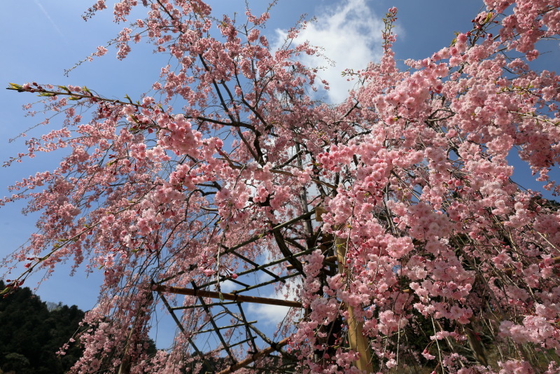 善峯寺の桜_b0325840_19502236.jpg