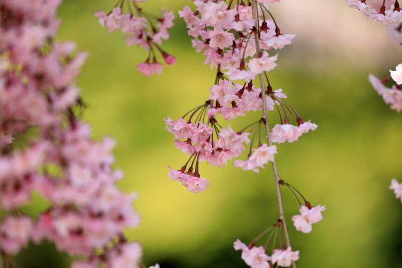 善峯寺の桜_b0325840_19503145.jpg