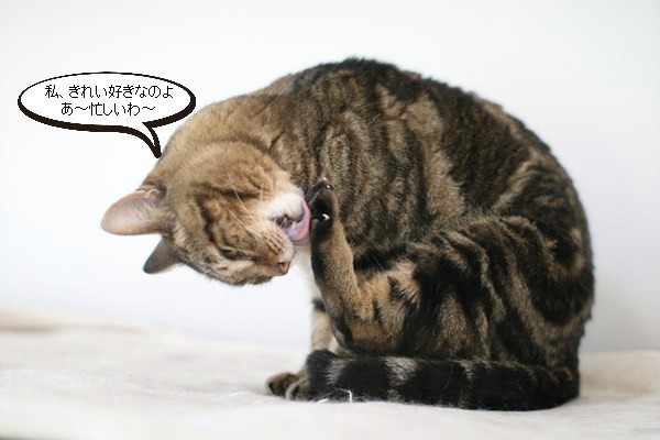 きれい好きです_e0151545_20101988.jpg