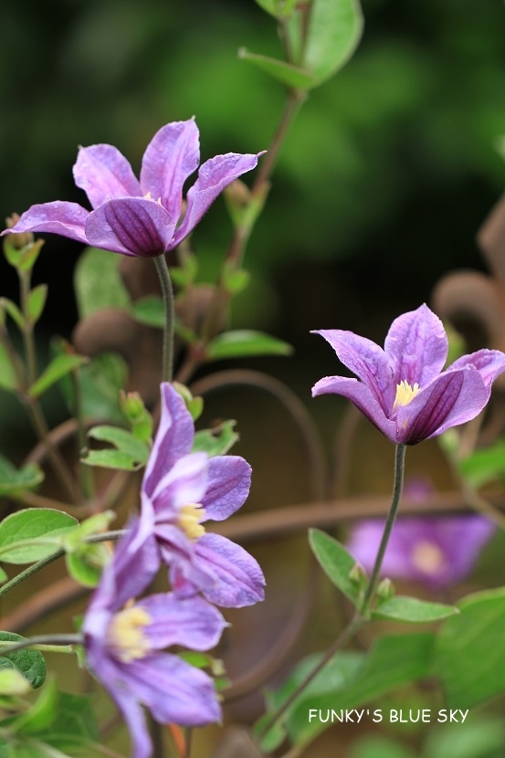c0145250_10001813.jpg