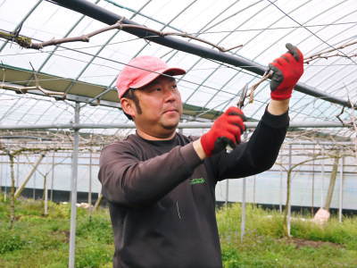 熊本ぶどう 社方園 令和元年度の山鹿のぶどうは明日(6/24)より予約受付開始!7月8日(月)~出荷します!_a0254656_18040985.jpg