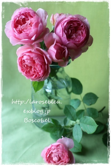 ボスコベル La Rose 薔薇の庭 ボスコベル La Rose 薔薇の庭