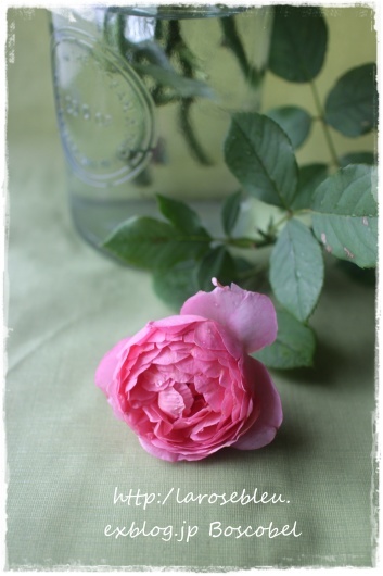 ボスコベル La Rose 薔薇の庭