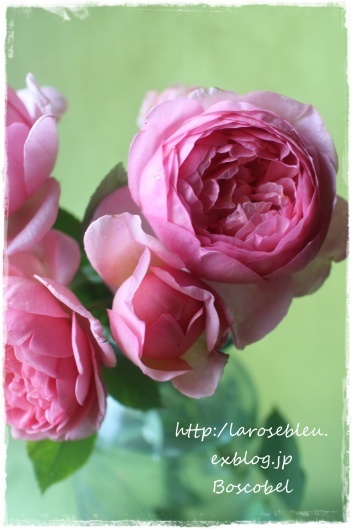 ボスコベル La Rose 薔薇の庭 ボスコベル La Rose 薔薇の庭