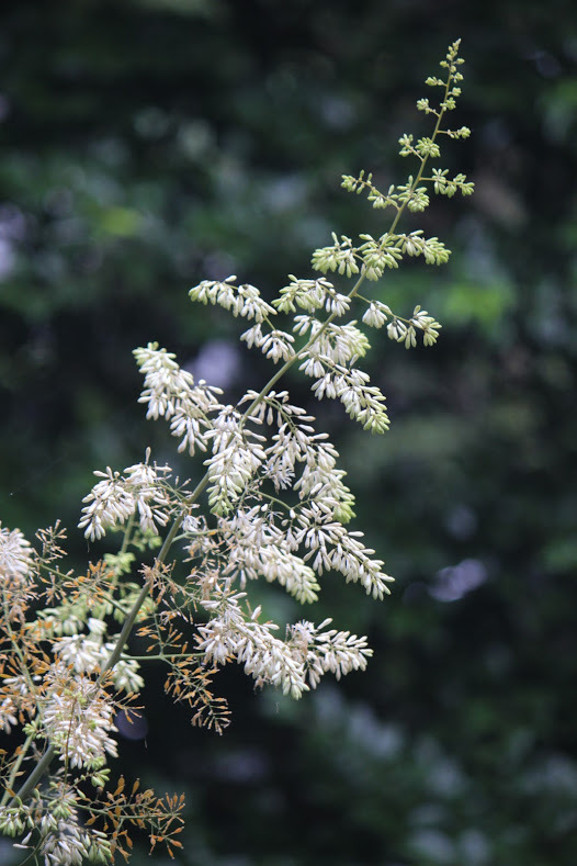 a0248459_14344000.jpg